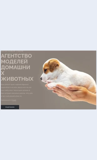 Agentstvomodeleydomashnikhzhivotnykh Агентство моделей домашних животных Целевая страница Скин лендинга с редактором.
