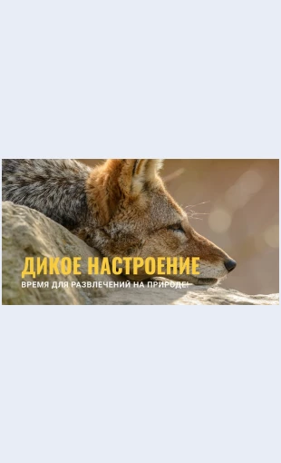 Dikoenastroenie Дикое настроение Целевая страница