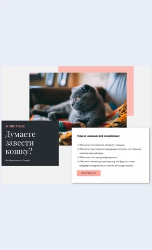 Obshchiyukhodzakoshkoy Общий уход за кошкой Целевая страница