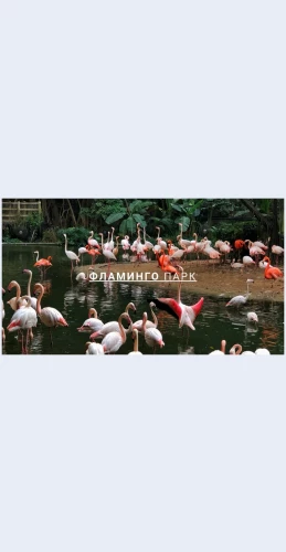 Prirodaparkflamingo Природа парк фламинго Целевая страница Скин лендинга с редактором.
