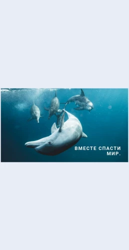 Spasiteokean Спасите океан Целевая страница Скин лендинга с редактором.