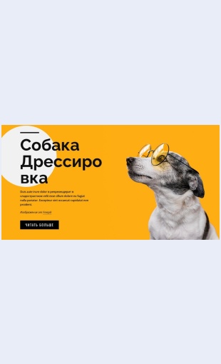 Urokiobucheniyadlyadomashnikhzhivotnykhlyubogovozrasta Уроки обучения для домашних животных любого возраста Целевая страница Скин лендинга с редактором.
