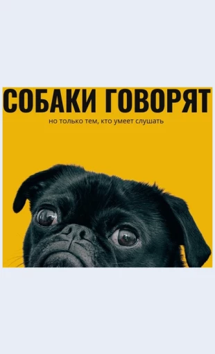 Ukhodzareaktivnymisobakami Уход за реактивными собаками Целевая страница Скин лендинга с редактором.